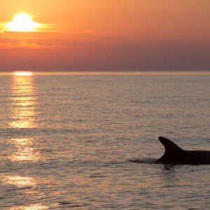 Sunset Dolphins around Brijuni -Private SpeedBoat Tour